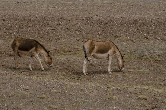 可可西里自然保护区的野驴