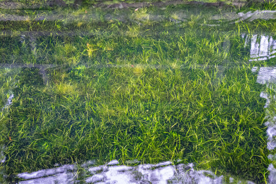 泉水水池里的绿色水草