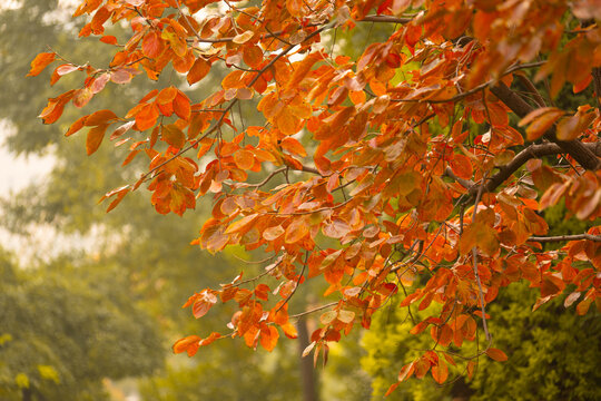 外拍各种秋季树叶