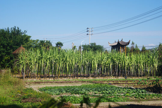 甘蔗种植