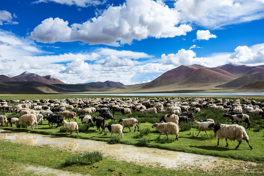 西藏阿里海子边的放羊