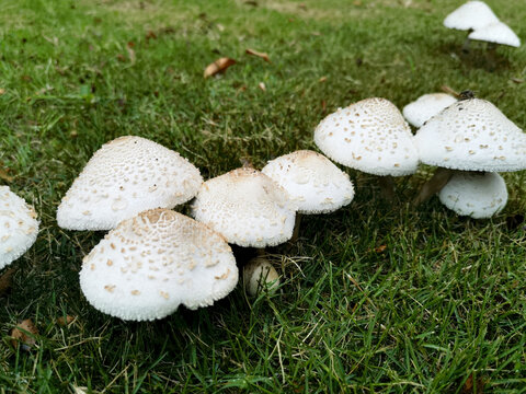 成排的小蘑菇
