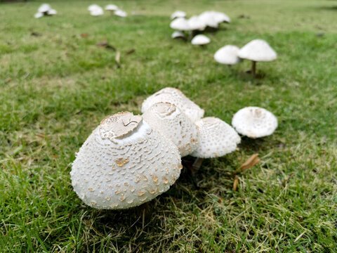 草地上成片的菌菇苞