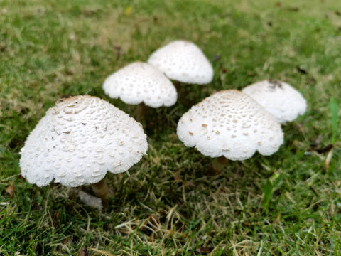 雨后草地上的蘑菇