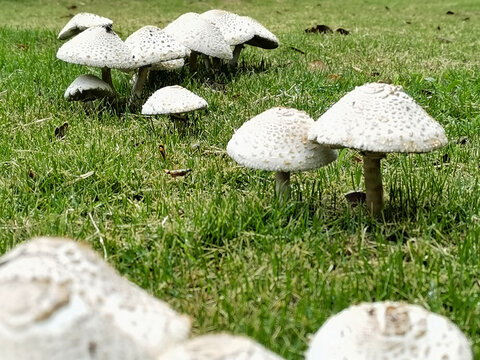 草地上蘑菇伞