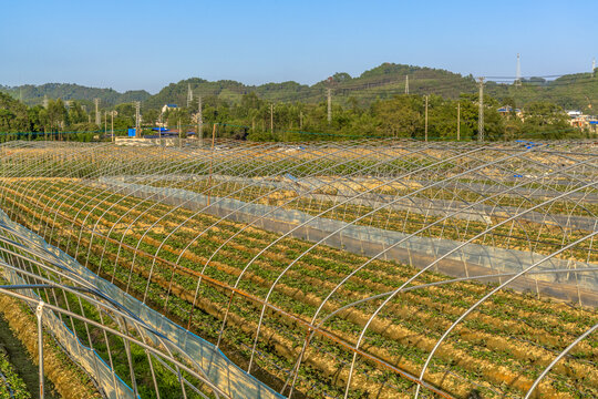 大棚蔬菜基地