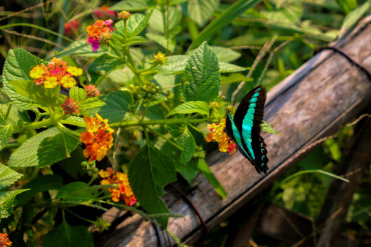花丛上的荧光色蝴蝶