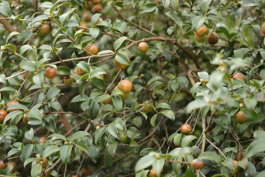 山茶树