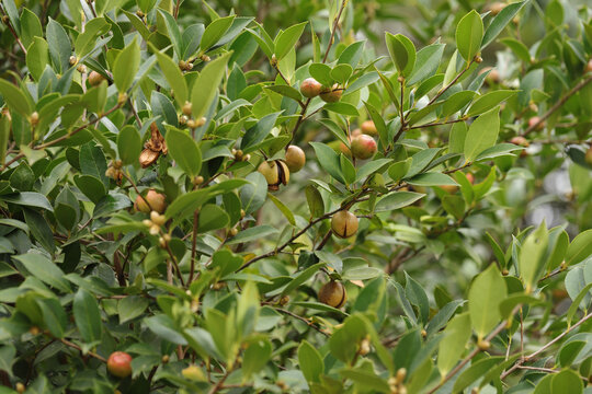 山茶果树