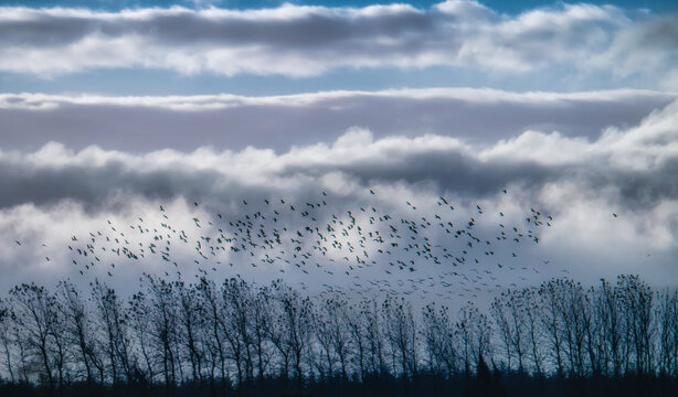多云天空与鸟群