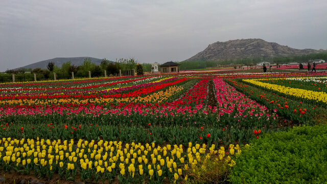 郁金香花海