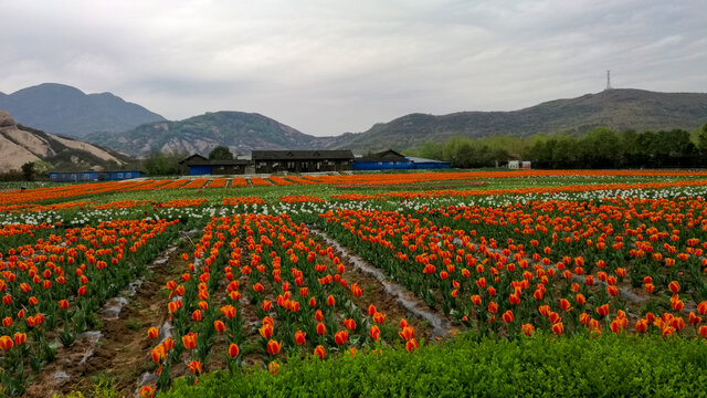 郁金香花海