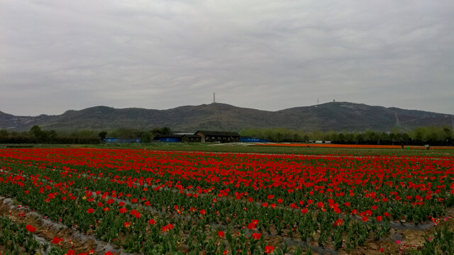 郁金香花海嵖岈山