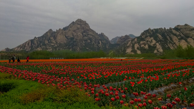 郁金香花海嵖岈山