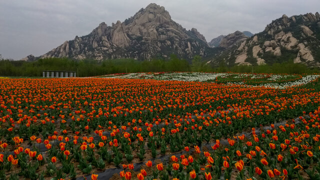 郁金香花海嵖岈山