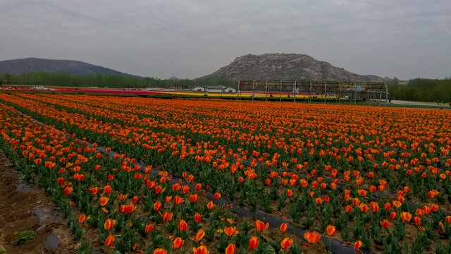 郁金香花海嵖岈山