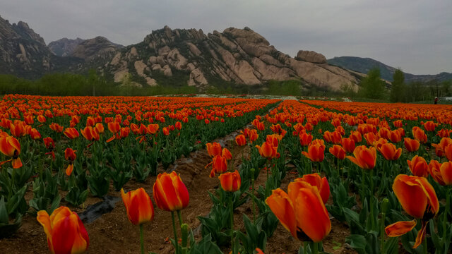 郁金香花海嵖岈山