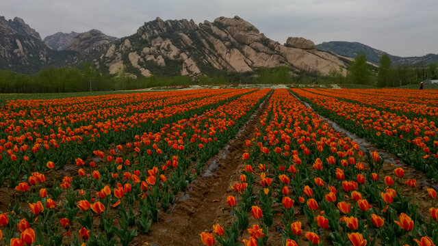 郁金香花海嵖岈山