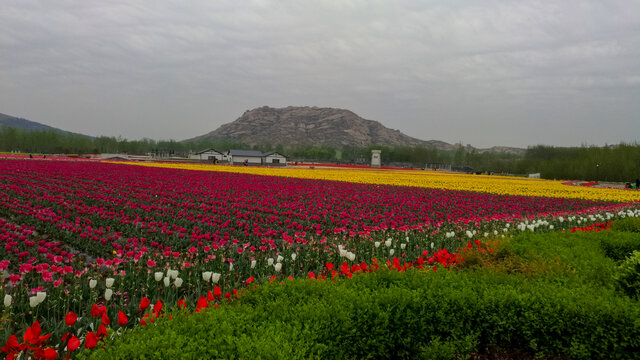 郁金香花海嵖岈山