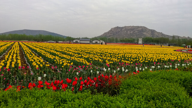 郁金香花海嵖岈山