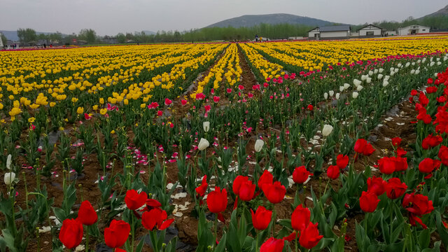 郁金香花海嵖岈山