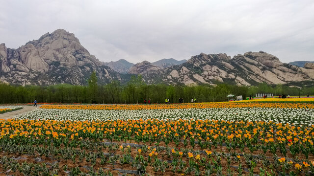 郁金香花海嵖岈山