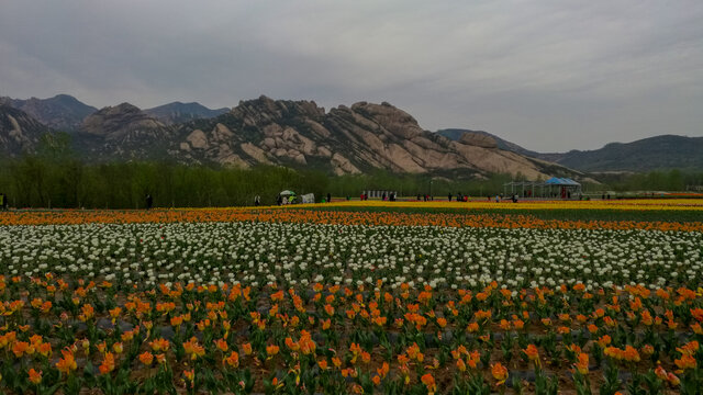 郁金香花海嵖岈山