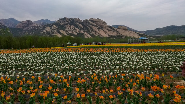 郁金香花海嵖岈山