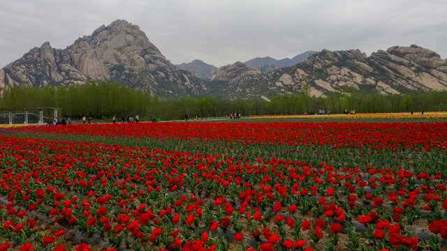 郁金香花海嵖岈山