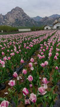 郁金香花海山景