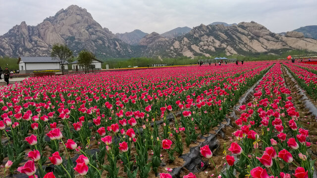 郁金香花海山景