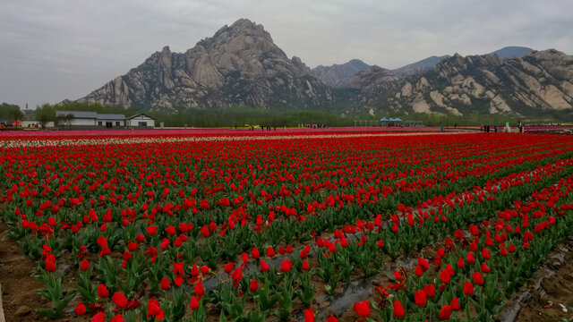 郁金香花海山景