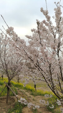 梨花满枝头