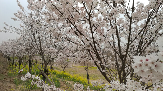 油菜梨花