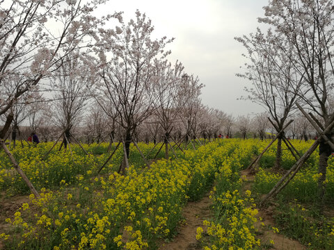 油菜梨花