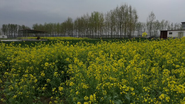 油菜花乡村