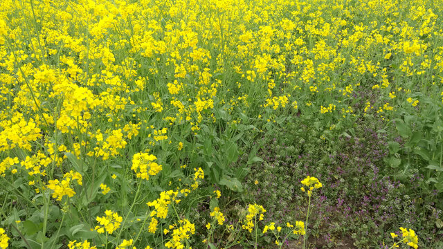 油菜花乡村