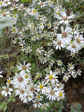 山野白菊花