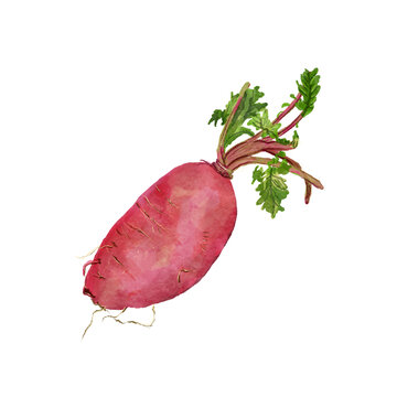 手绘番薯红薯蔬菜设计素材