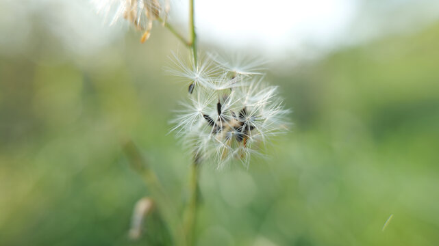 翅果菊的花籽实拍近照特写