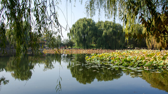 圆明园湖景