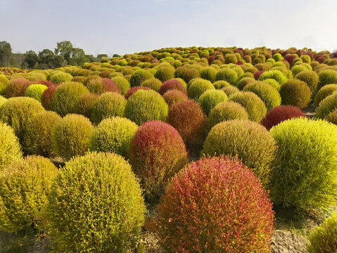 地肤种植