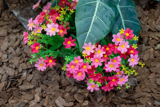 彩色小花装饰花