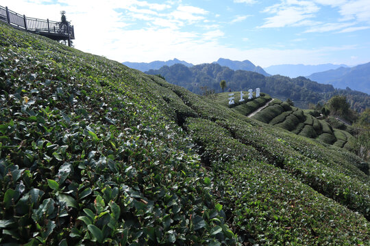 茶旅小镇