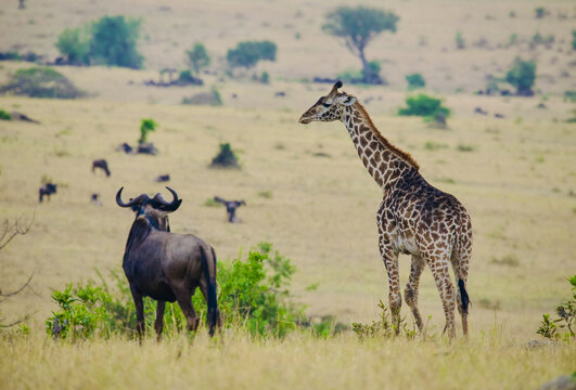 非洲草原上的食草动物