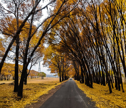 秋日黄叶满地的乡道