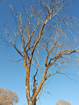 蓝天下姿态优美的枯树