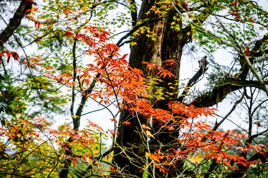 原始森林秋色彩林红叶