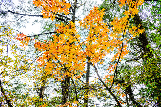 原始森林公园秋色彩林红叶