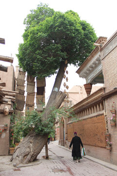 喀什古城布袋树